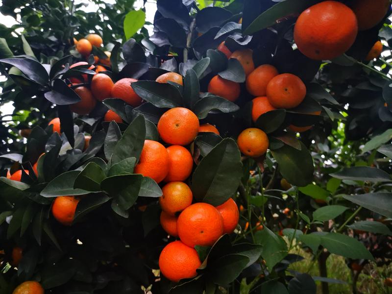 四川富顺万亩金秋砂糖橘大量上市年产1000万斤以上精品