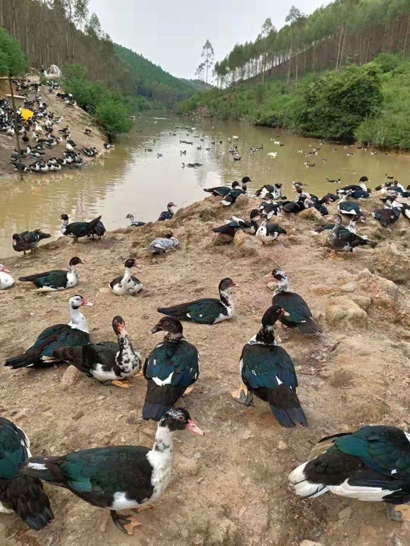 大黑番出壳苗大花番鸭出壳苗