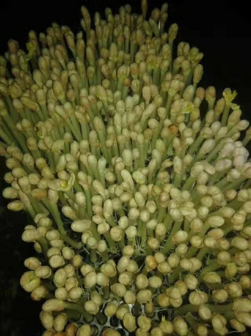 花生芽
