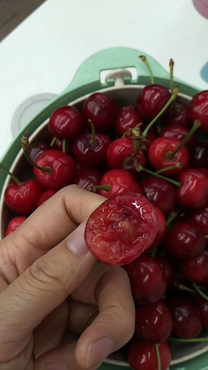 山西樱桃苗个大果甜各种规格各种品种