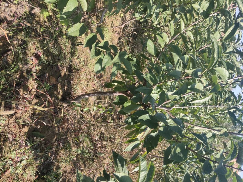 山西樱桃苗个大果甜各种规格各种品种