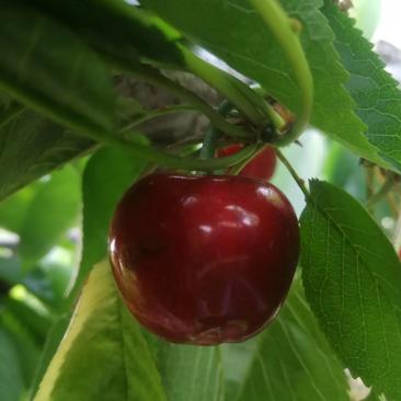 山西樱桃苗个大果甜各种规格各种品种