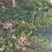 山西樱桃苗个大果甜各种规格各种品种