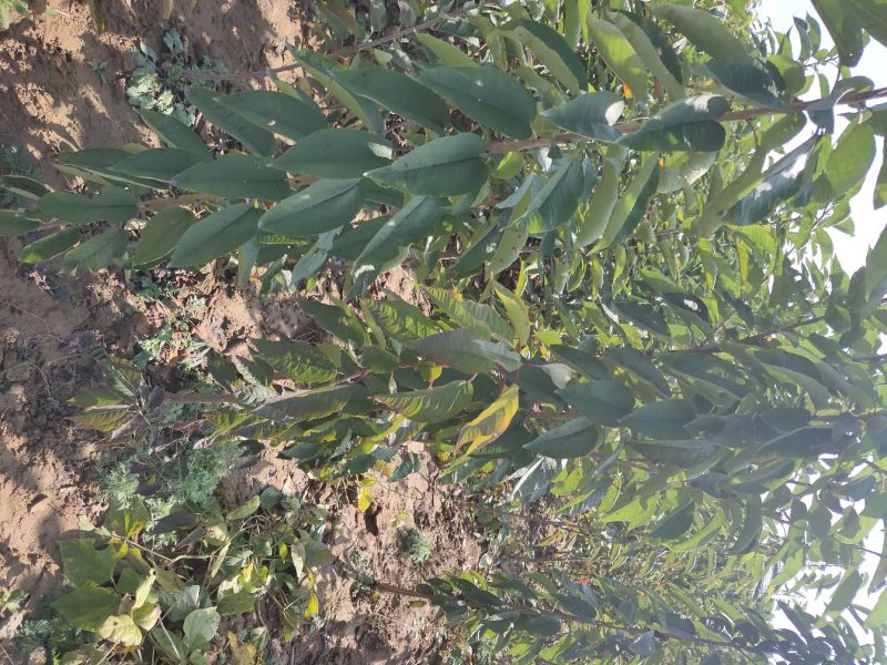 山西樱桃苗个大果甜各种规格各种品种