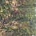 山西樱桃苗个大果甜各种规格各种品种