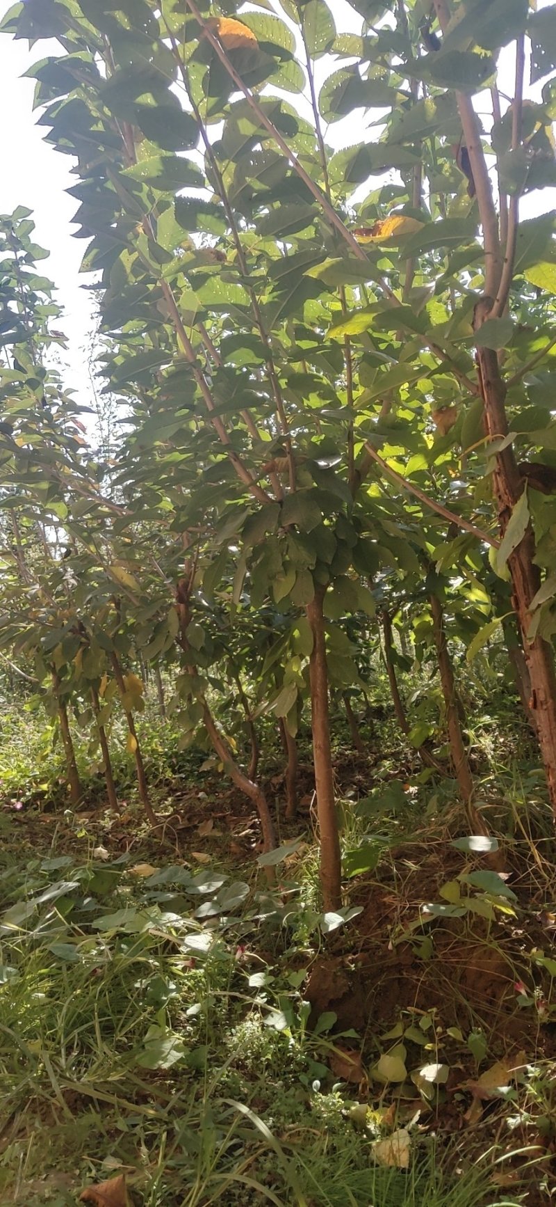 山西樱桃苗个大果甜各种规格各种品种