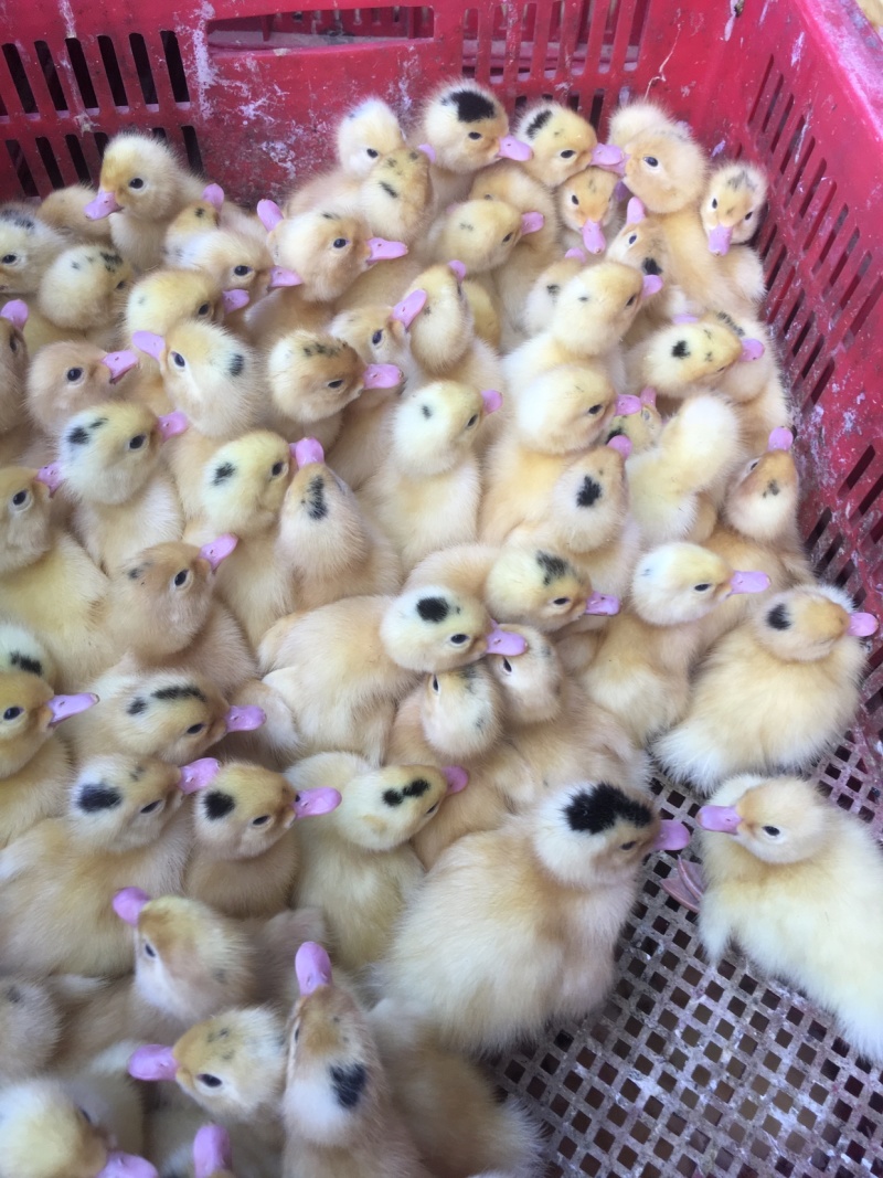 大种肉鸭M-18一点头出壳苗