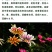 宿根多年生勋章菊种子阳台庭院盆栽花海易活花卉种子
