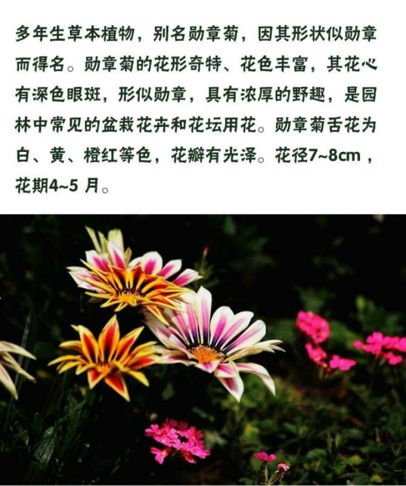 宿根多年生勋章菊种子阳台庭院盆栽花海易活花卉种子