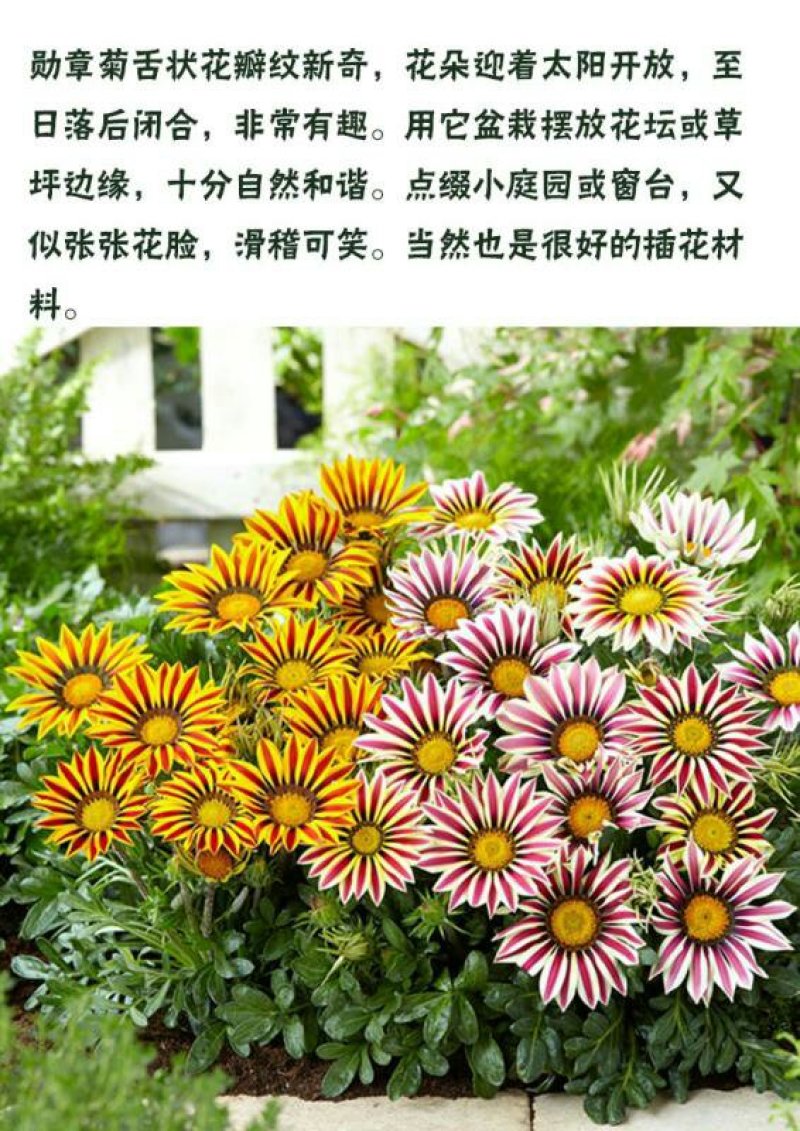 宿根多年生勋章菊种子阳台庭院盆栽花海易活花卉种子