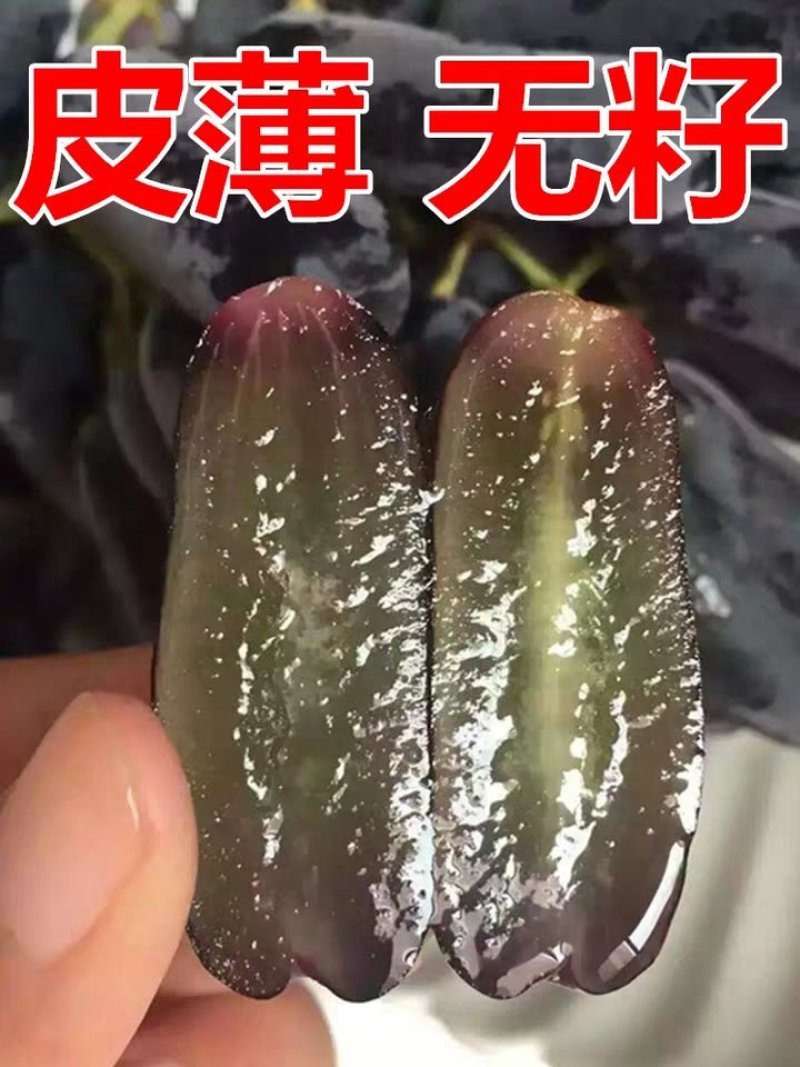 蓝宝石葡萄苗产量高基地直销现挖现卖