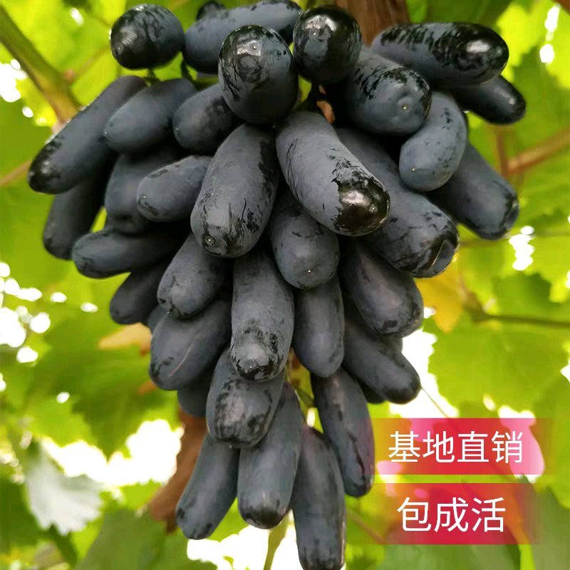 蓝宝石葡萄苗产量高基地直销现挖现卖