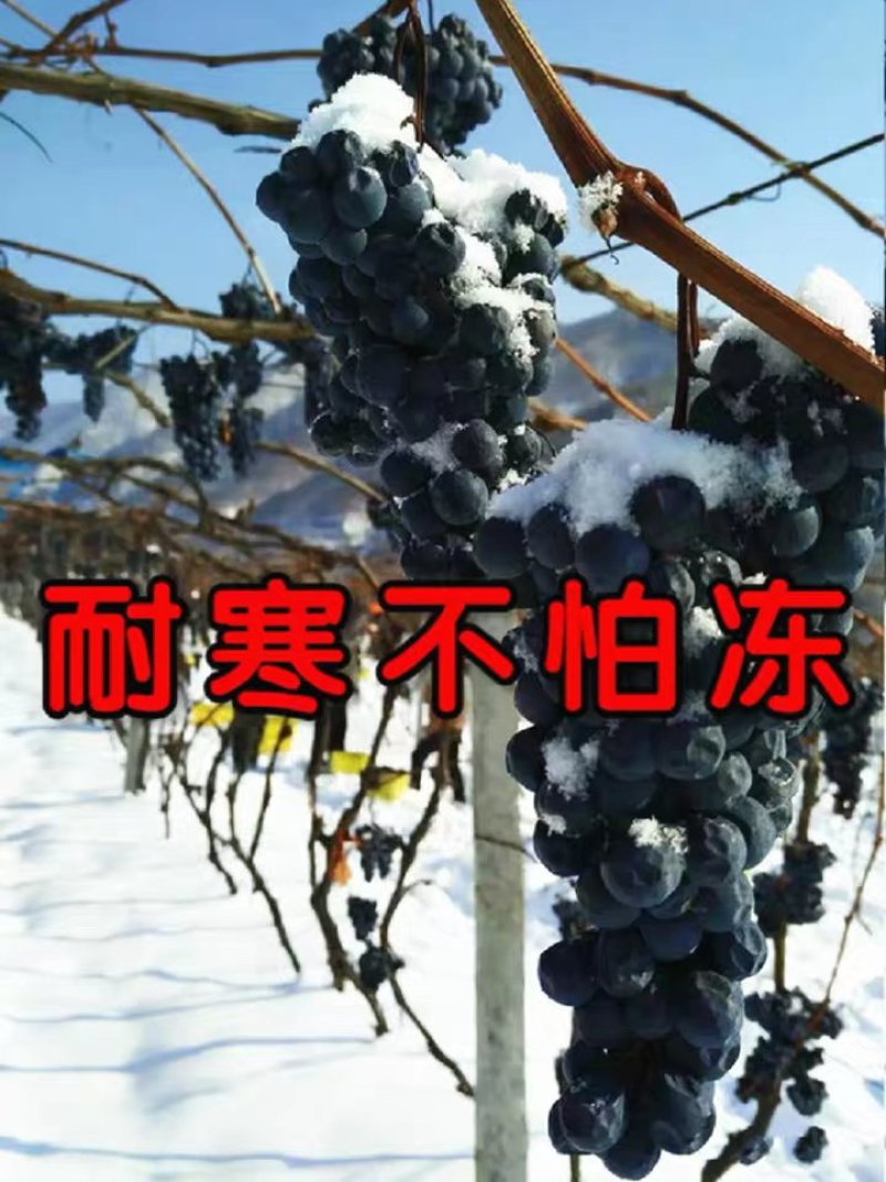 蓝宝石葡萄苗产量高基地直销现挖现卖