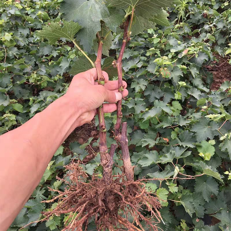 蓝宝石葡萄苗产量高基地直销现挖现卖