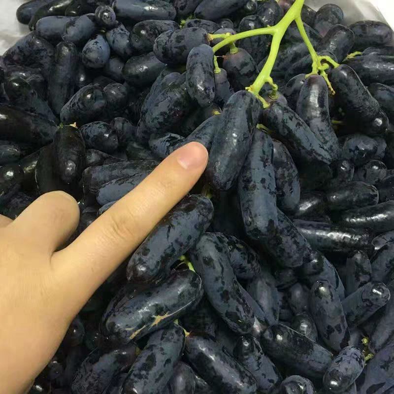 蓝宝石葡萄苗产量高基地直销现挖现卖