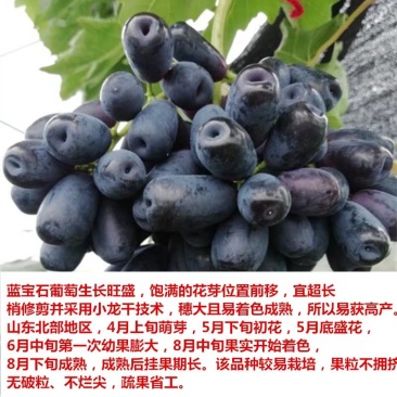 蓝宝石葡萄苗产量高基地直销现挖现卖