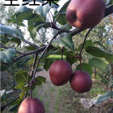 全红梨品种奥红一号梨树苗丰产好吃杜梨砧木