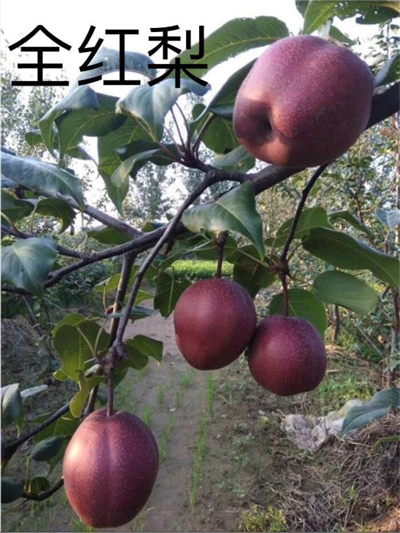 全红梨品种奥红一号梨树苗丰产好吃杜梨砧木