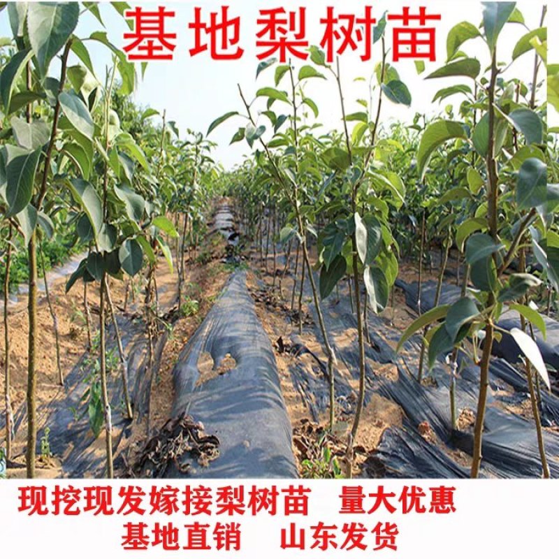 库尔勒香梨苗现挖现发保证品种保证成活率