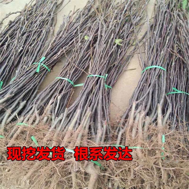 库尔勒香梨苗现挖现发保证品种保证成活率