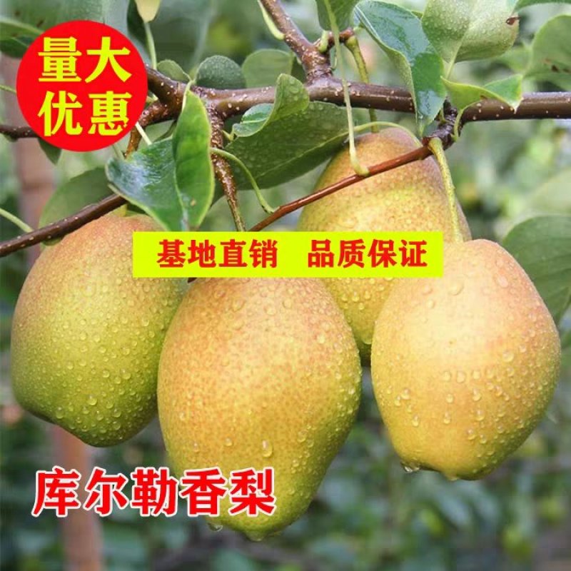 库尔勒香梨苗现挖现发保证品种保证成活率