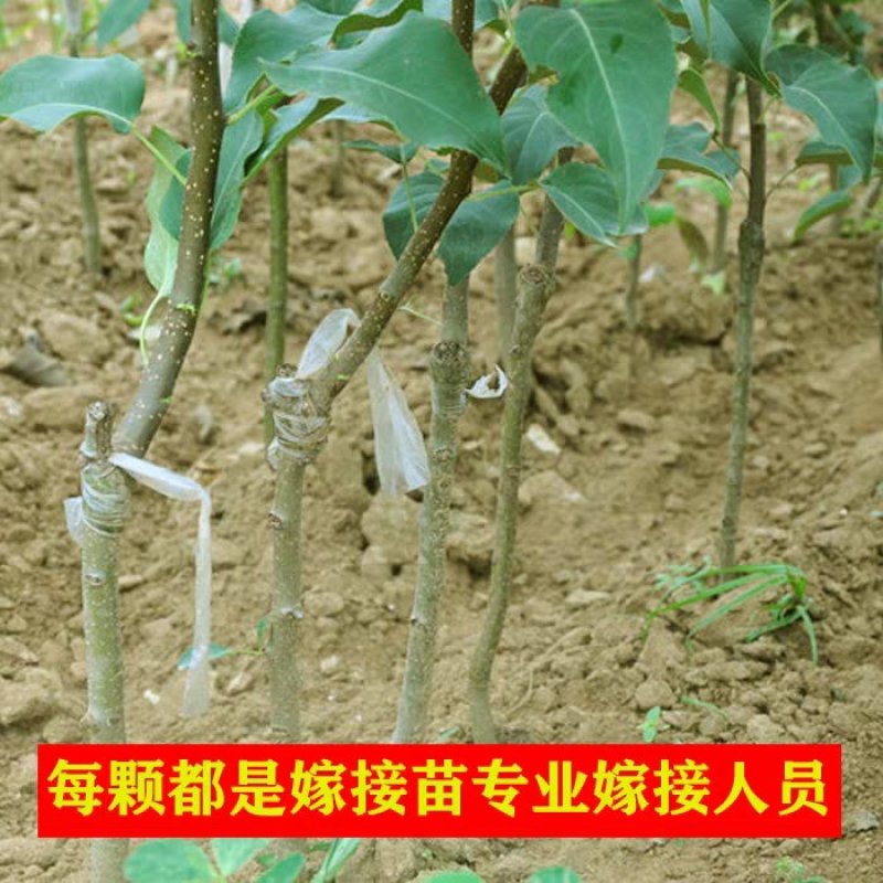 库尔勒香梨苗现挖现发保证品种保证成活率