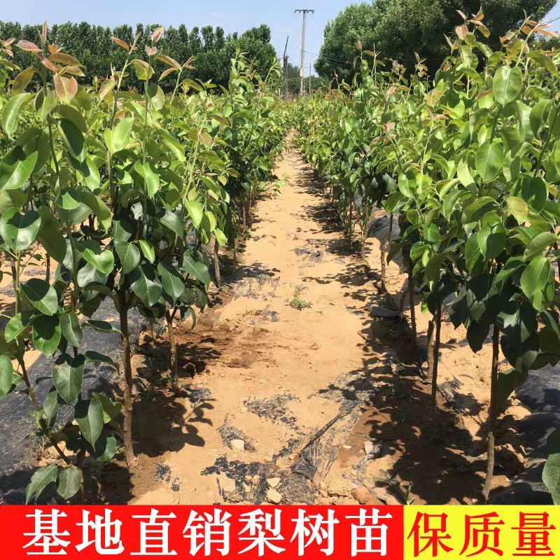 库尔勒香梨苗现挖现发保证品种保证成活率
