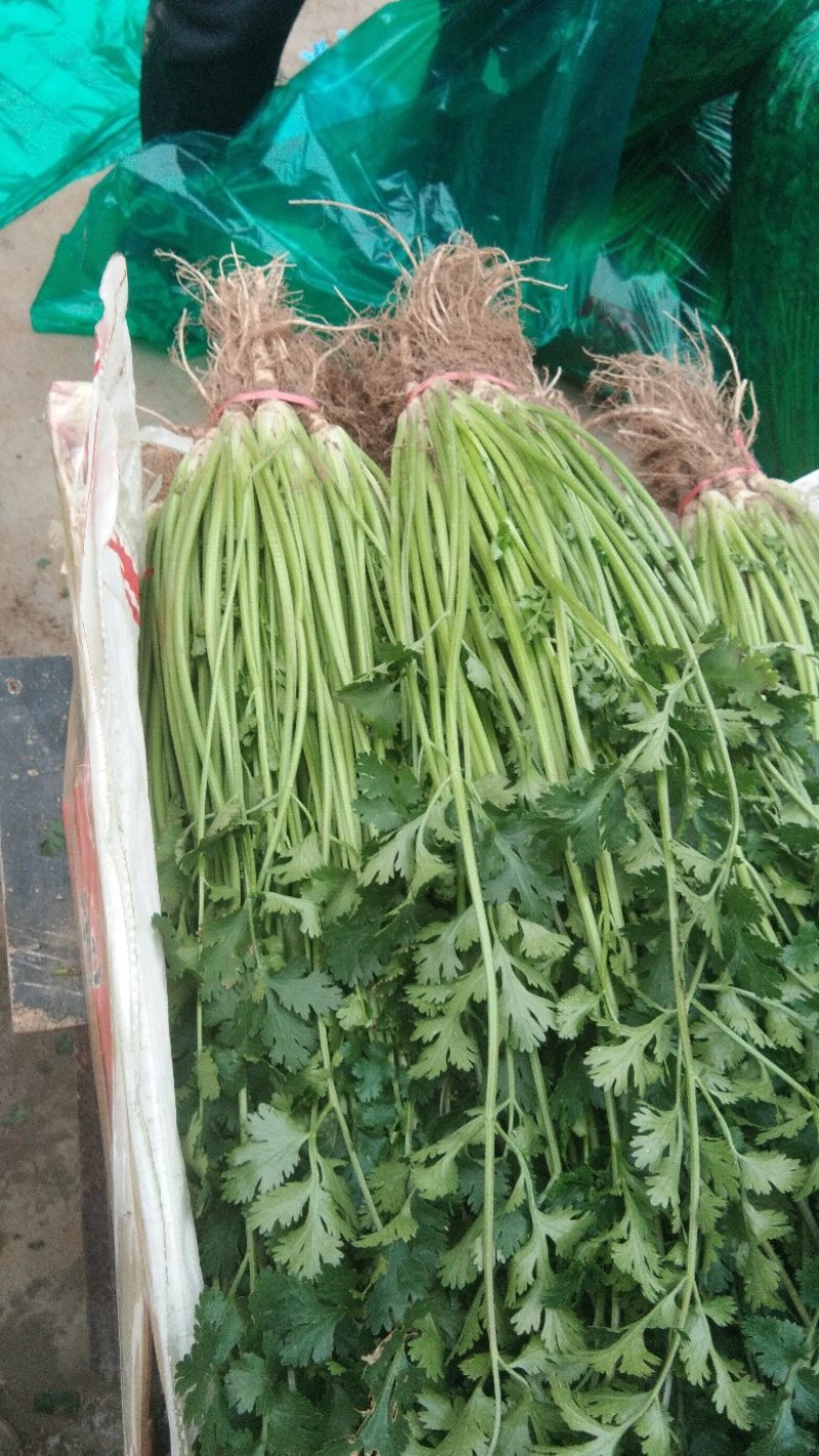 精品香菜