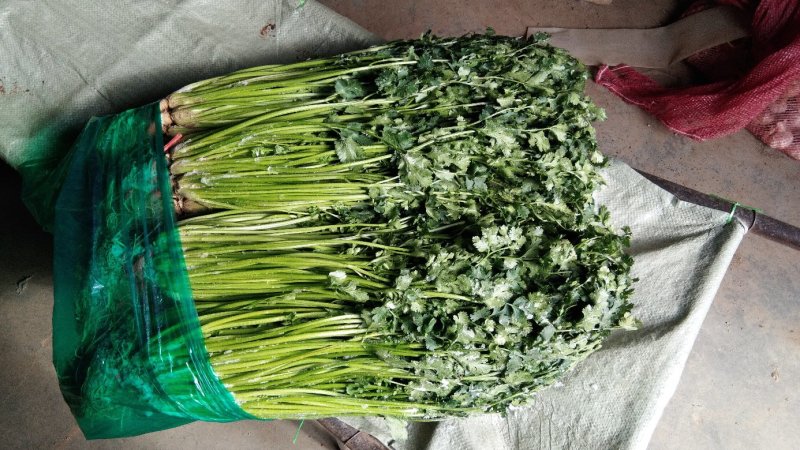 精品香菜