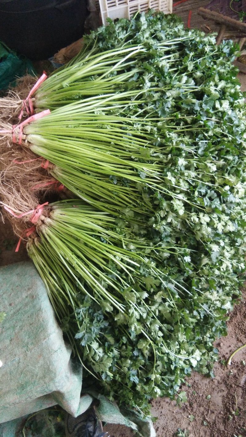 精品香菜