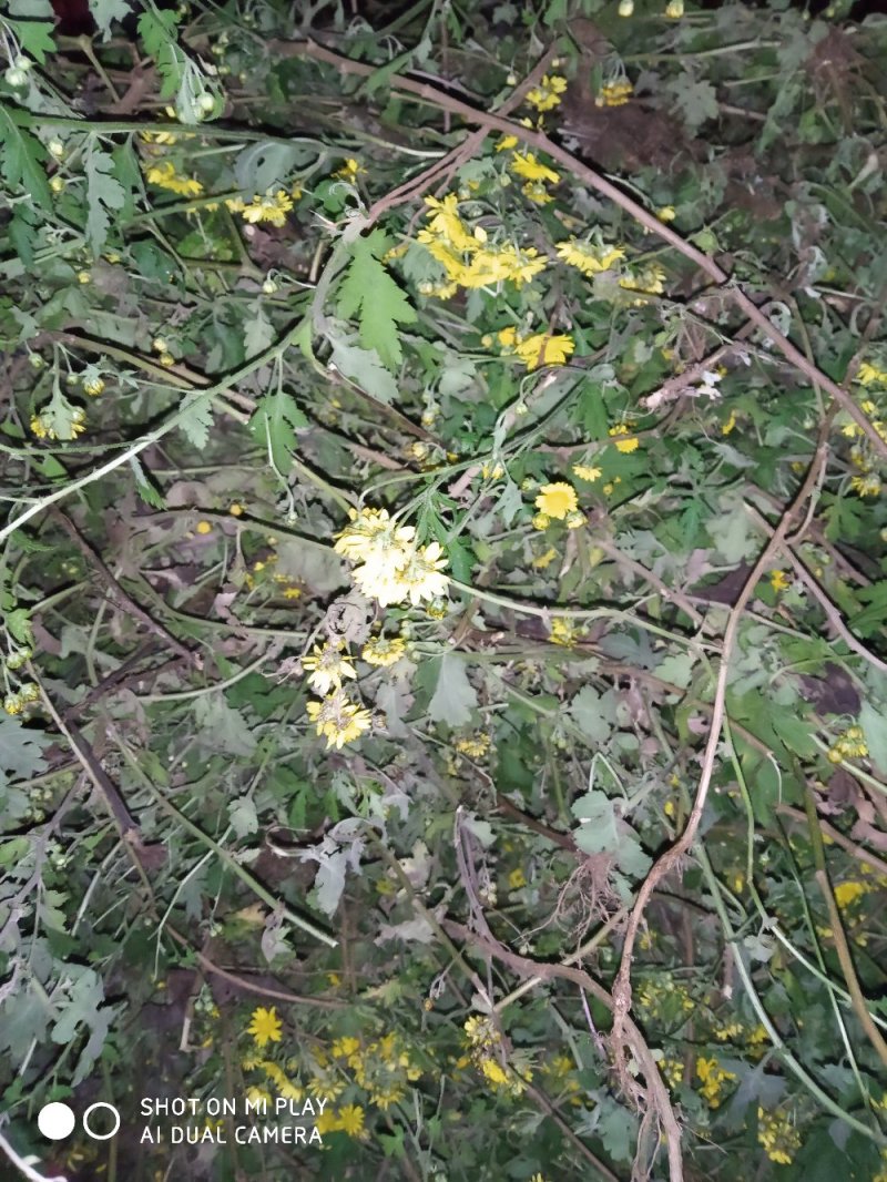 野菊花杆