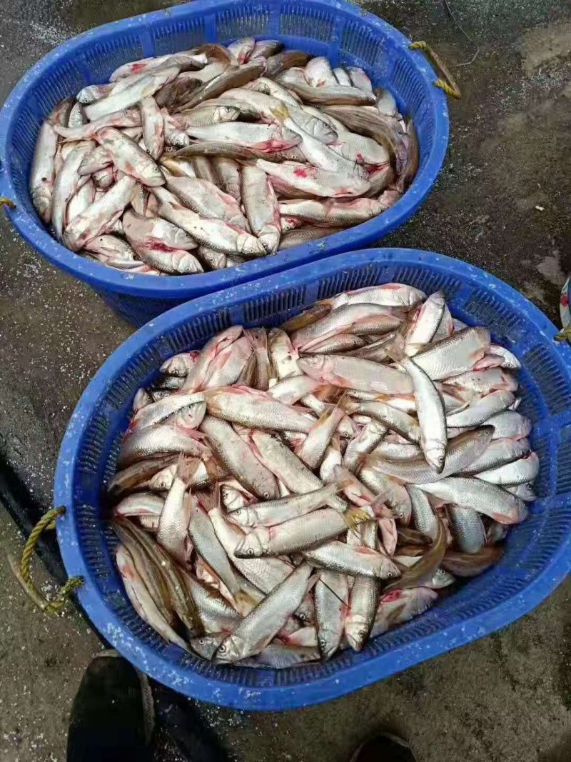 马口鱼，大小规格的有，质量好