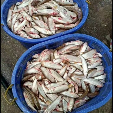 马口鱼，大小规格的有，质量好
