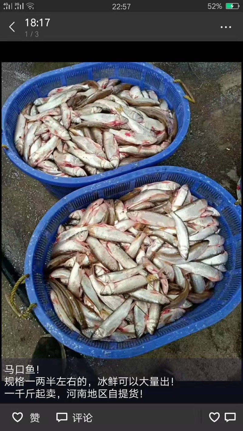 马口鱼，大小规格的有，质量好
