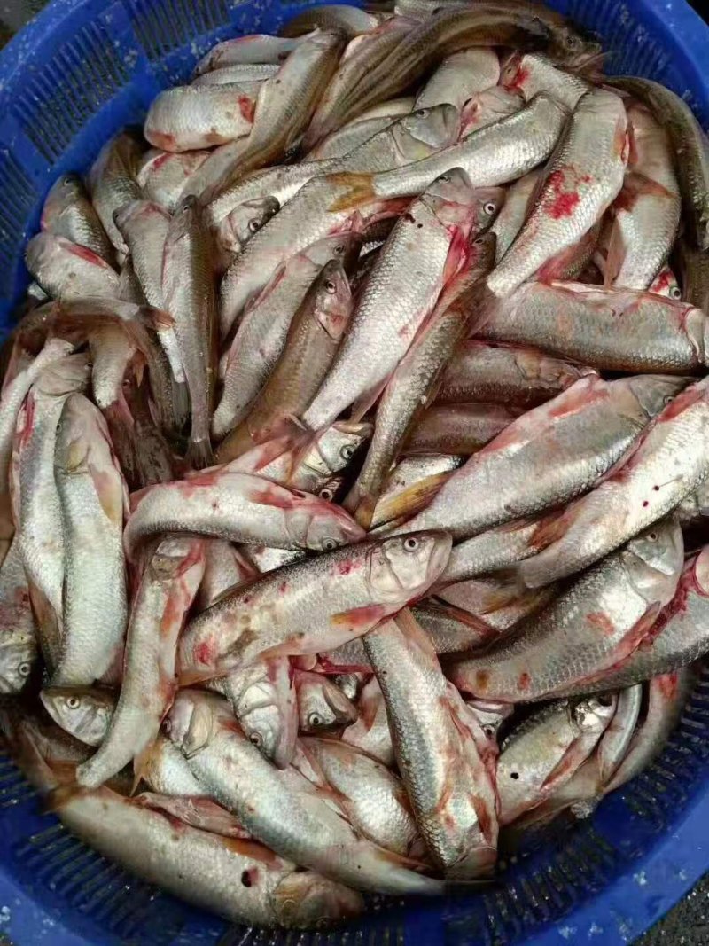 马口鱼，大小规格的有，质量好