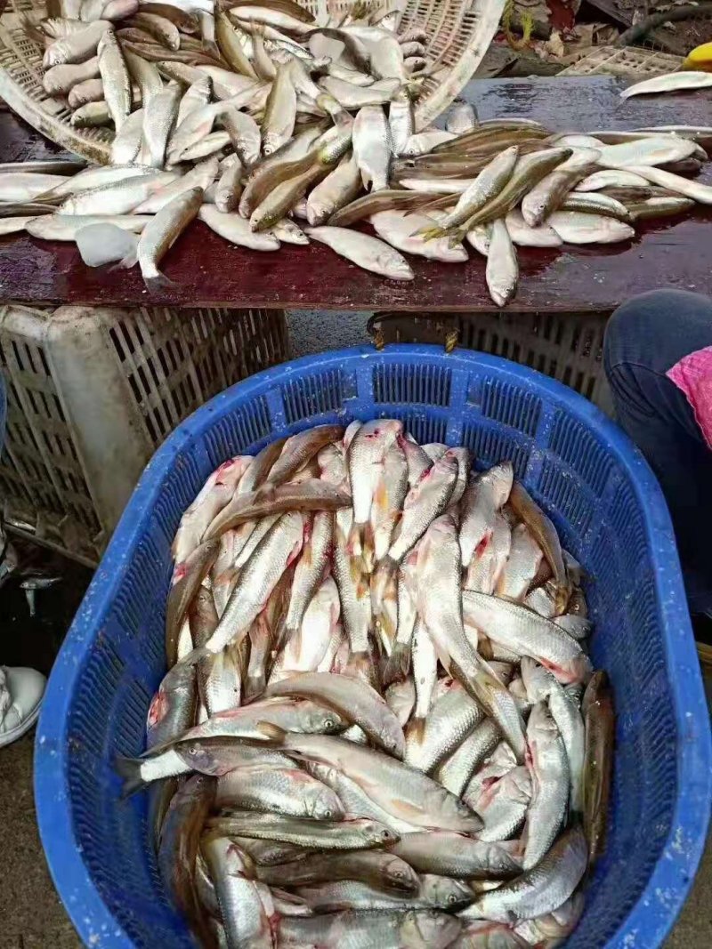 马口鱼，大小规格的有，质量好