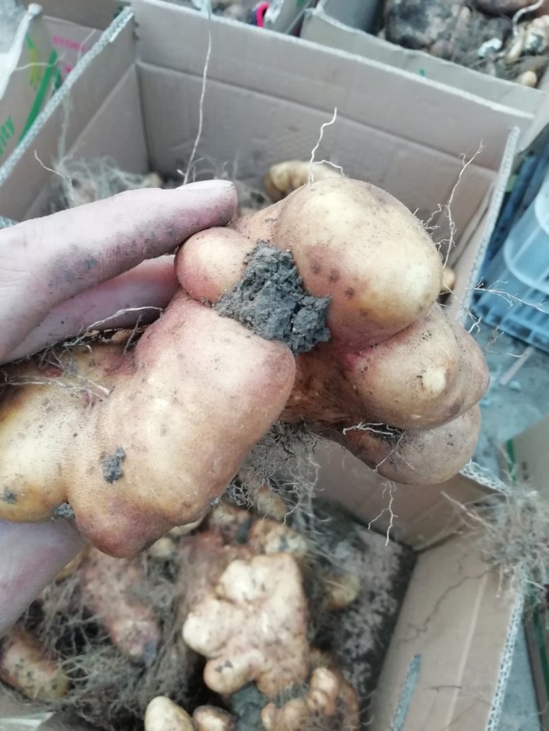 灵芝山药
