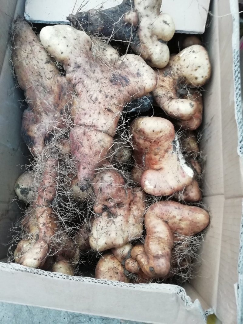 灵芝山药