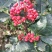 嫁接无刺花椒苗