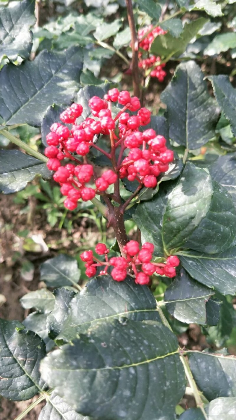 嫁接无刺花椒苗
