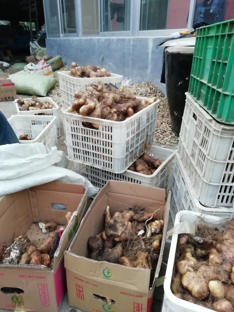 灵芝山药