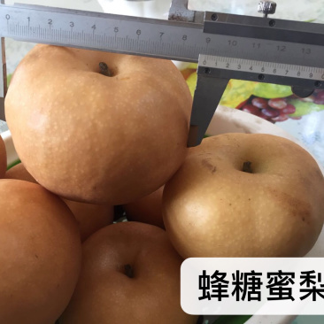 梨树新品种蜂糖蜜梨苗高糖水分大核小已申请产权保护