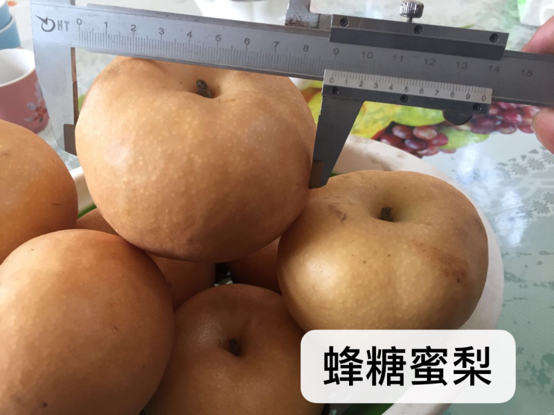 梨树新品种蜂糖蜜梨苗高糖水分大核小已申请产权保护