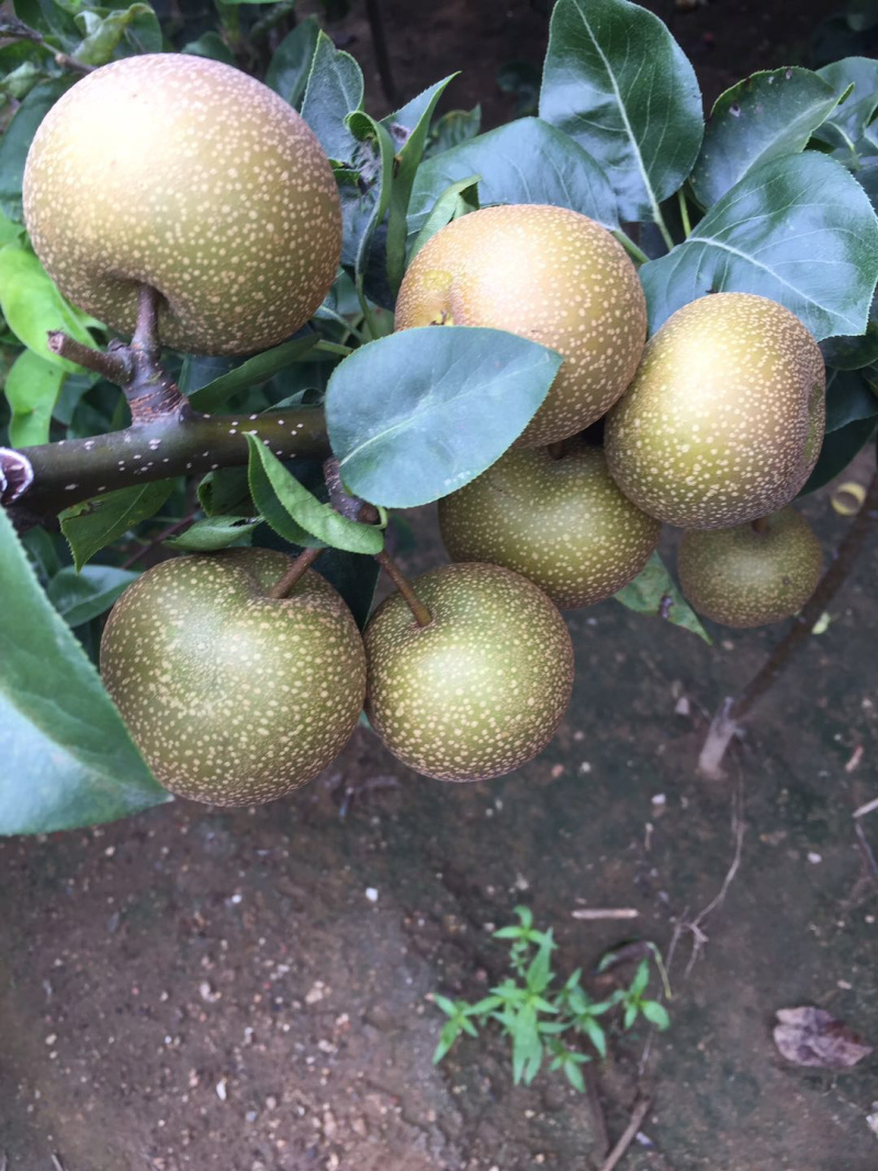梨树新品种蜂糖蜜梨苗高糖水分大核小已申请产权保护