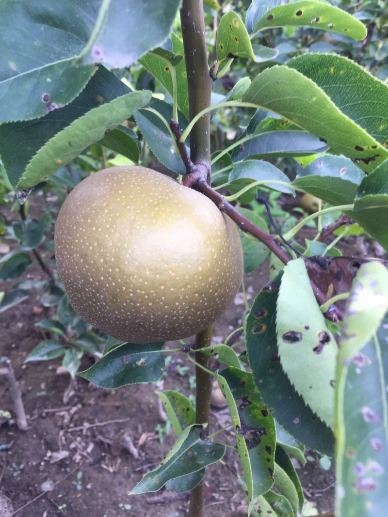 梨树新品种蜂糖蜜梨苗高糖水分大核小已申请产权保护