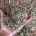 银花藤银花藤银花藤量大包邮