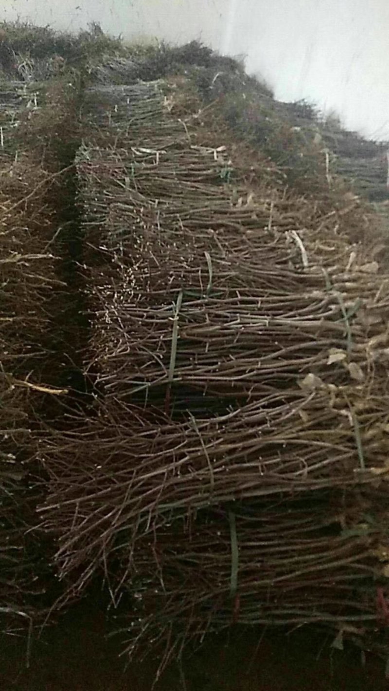 冬枣树苗山东蟠枣枣树苗金丝大枣苗中秋酥脆枣树