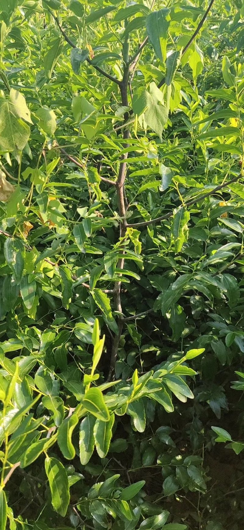 冬枣树苗山东蟠枣枣树苗金丝大枣苗中秋酥脆枣树
