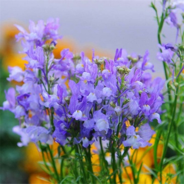 多年生耐寒花卉种子柳穿鱼种子庭院花海盆载阳台花色艳丽