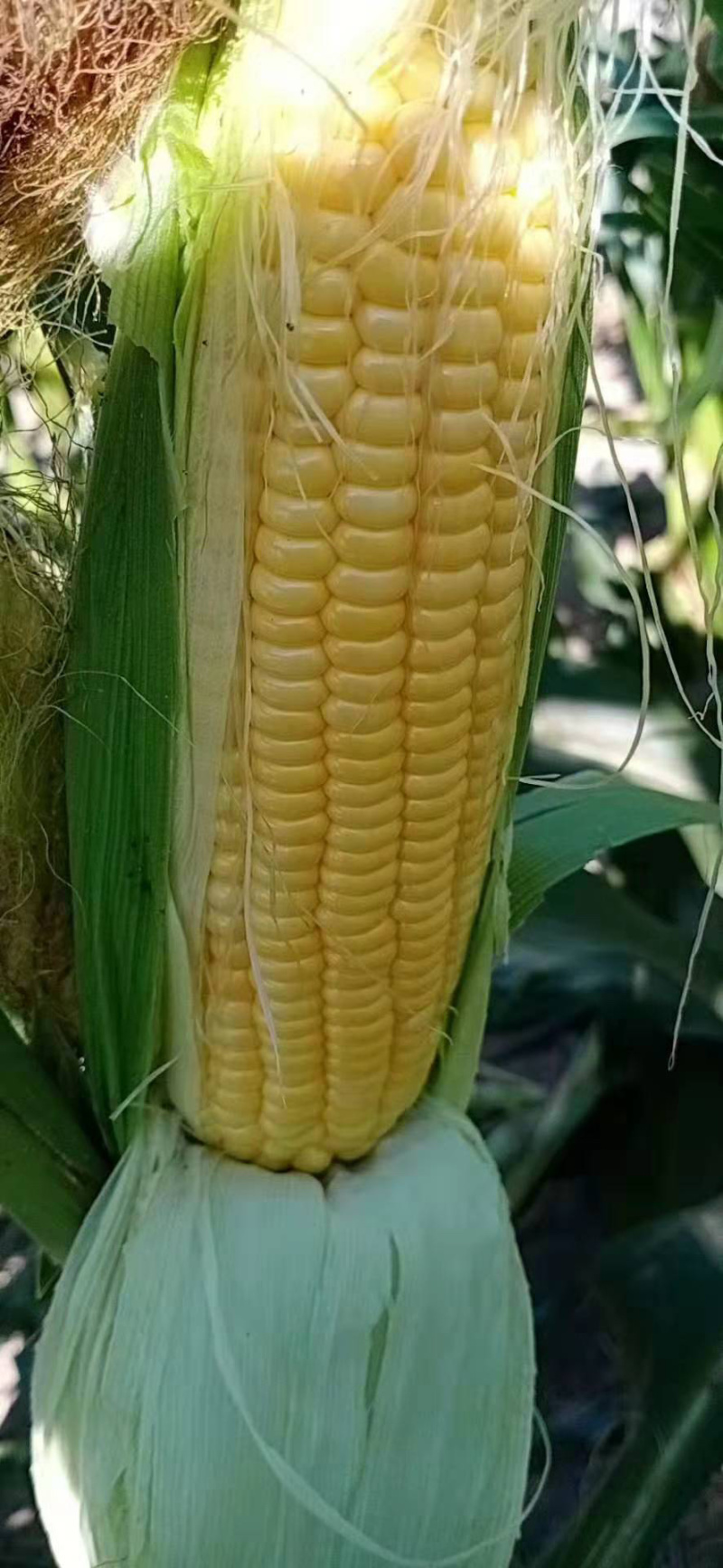 泰阳花